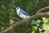Image. White-throated Magpie-jay