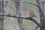 Image. White-throated Rock Thrush