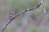 Image. White-throated Rock Thrush