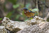 Image. White-throated Rock Thrush