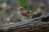 Image. White-throated Rock Thrush