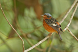Image. White-throated Rock Thrush