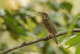 Image. White-throated Rock Thrush