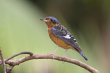 Image. White-throated Rock Thrush