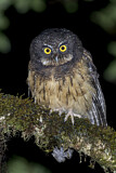 Image. White-throated Screech Owl