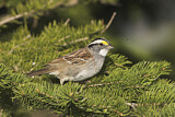 Image. White-throated Sparrow