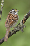Image. White-throated Sparrow