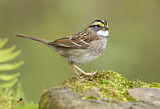 Image. White-throated Sparrow