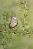 Image. White-throated Sparrow