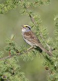 Image. White-throated Sparrow