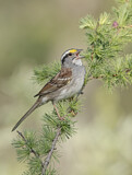 Image. White-throated Sparrow