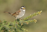 Image. White-throated Sparrow