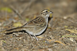 Image. White-throated Sparrow