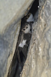 Image. White-throated Swift
