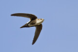 Image. White-throated Swift