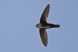 Image. White-throated Swift