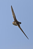 Image. White-throated Swift
