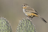 Image. White-throated Towhee