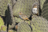 Image. White-throated Towhee