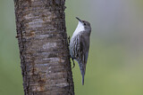Image. White-throated Treecreeper