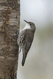 Image. White-throated Treecreeper