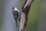 Image. White-throated Treecreeper