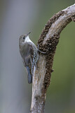 Image. White-throated Treecreeper