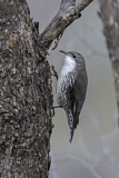 Image. White-throated Treecreeper
