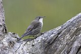 Image. White-throated Treecreeper