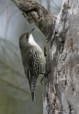 Image. White-throated Treecreeper