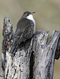 Image. White-throated Treecreeper