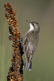 Image. White-throated Treecreeper