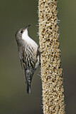 Image. White-throated Treecreeper