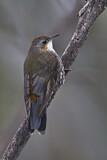 Image. White-throated Treecreeper