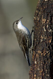 Image. White-throated Treecreeper