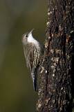 Image. White-throated Treecreeper