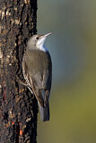 Image. White-throated Treecreeper