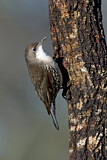 Image. White-throated Treecreeper