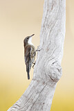 Image. White-throated Treecreeper