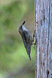 Image. White-throated Treecreeper
