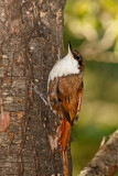 Image. White-throated Treerunner