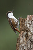 Image. White-throated Treerunner