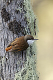 Image. White-throated Treerunner