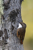Image. White-throated Treerunner