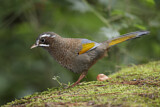 Image. White-whiskered Laughingthrush