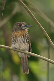 Image. White-whiskered Puffbird