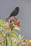 Image. White-winged Black-Tyrant