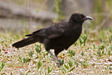 Image. White-winged Chough