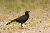 Image. White-winged Chough