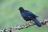 Image. White-winged Chough